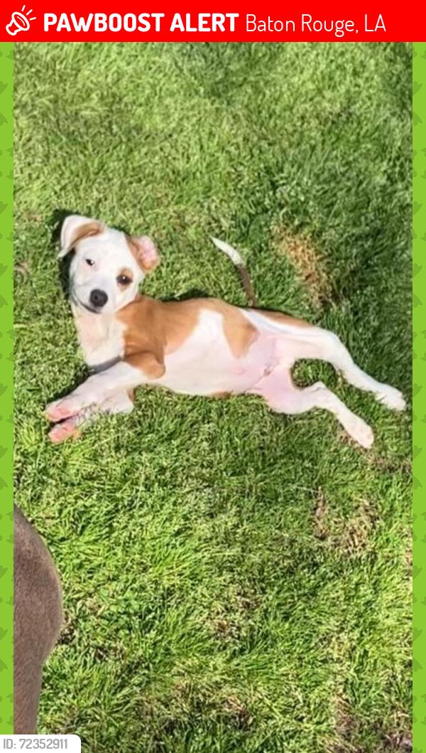 Lost Male Dog last seen Rhonda Ave 70816, Baton Rouge, LA 70816