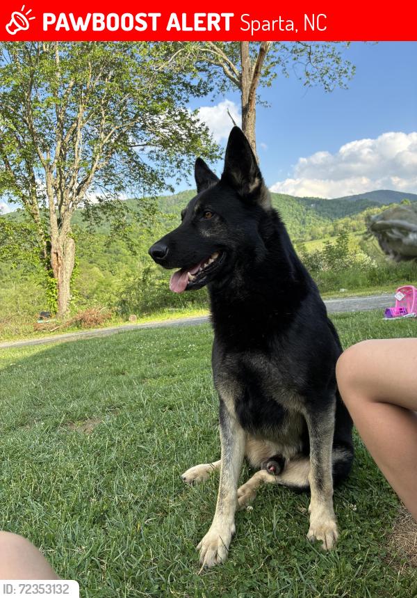 Lost Male Dog last seen Spicer circle , Sparta, NC 28675