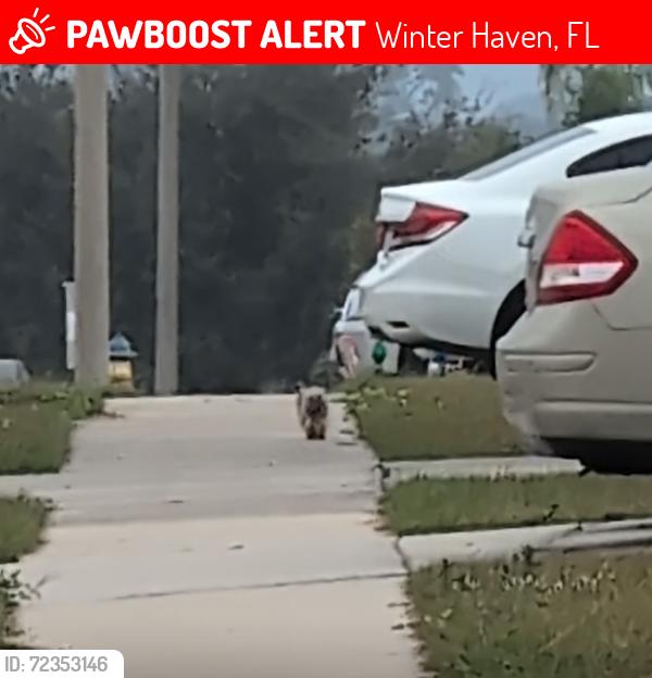 Lost Unknown Dog last seen Cloverdale Rd, Winter Haven FL, Winter Haven, FL 33884