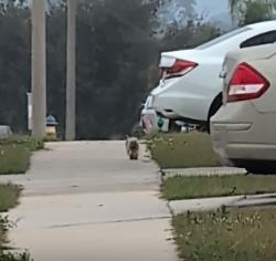 Lost Unknown Dog last seen Cloverdale Rd, Winter Haven FL, Winter Haven, FL 33884