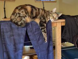Lost Female Cat last seen San Marcos Ave and Burlingame Drive, San Diego, CA 92104