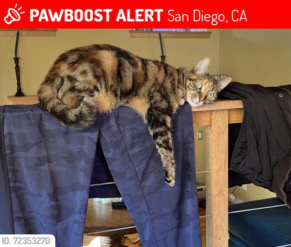 Lost Female Cat last seen San Marcos Ave and Burlingame Drive, San Diego, CA 92104