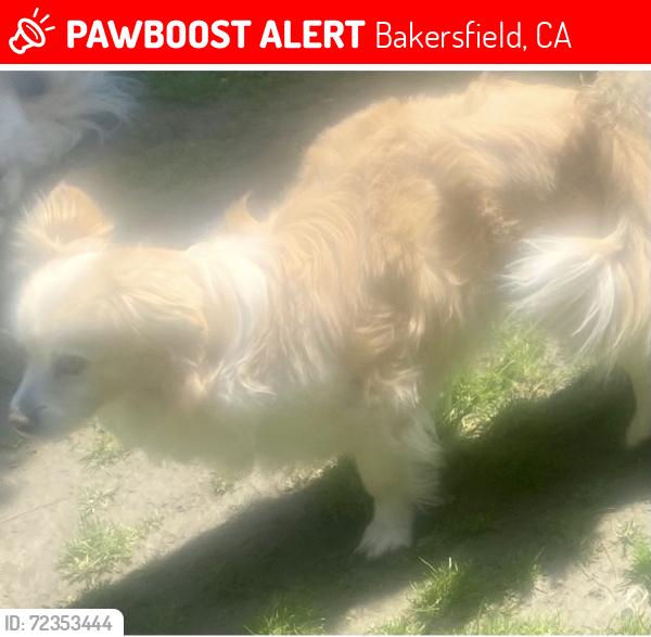 Lost Male Dog last seen White Lane/Akers, Bakersfield, CA 93313