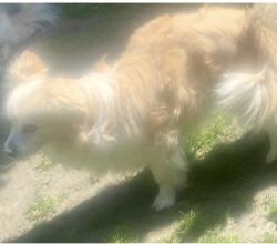 Lost Male Dog last seen White Lane/Akers, Bakersfield, CA 93313