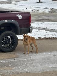 Lost Male Dog last seen South side of Garretson , Garretson, SD 57030