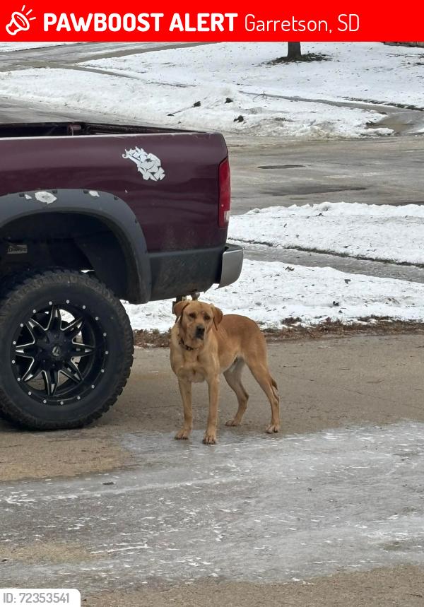 Lost Male Dog last seen South side of Garretson , Garretson, SD 57030