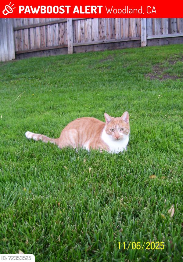 Lost Male Cat last seen Ashley Ave., Woodland, CA 95695