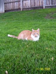 Lost Male Cat last seen Ashley Ave., Woodland, CA 95695
