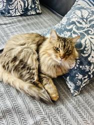 Reunited Male Cat last seen Apex Loop at Pique apmt Complex, Folsom, CA 95630