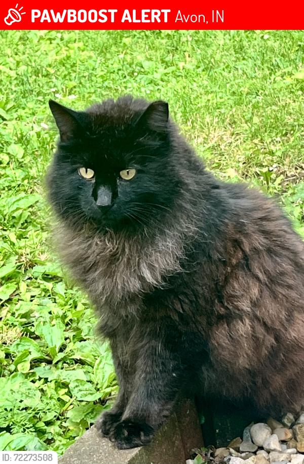 Lost Male Cat last seen Dan Jones and 10th ST, Avon, IN 46123
