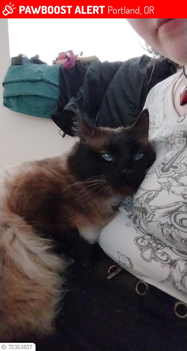 Lost Male Cat last seen Hazel Ying Lee apmts, 3000 SE Powell Blvd, Portland, Oregon, 97202, Portland, OR 97202