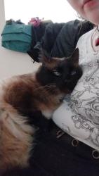Lost Male Cat last seen Hazel Ying Lee apmts, 3000 SE Powell Blvd, Portland, Oregon, 97202, Portland, OR 97202