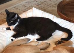 Lost Male Cat last seen Buena Vista Way, Chula Vista, CA 91910