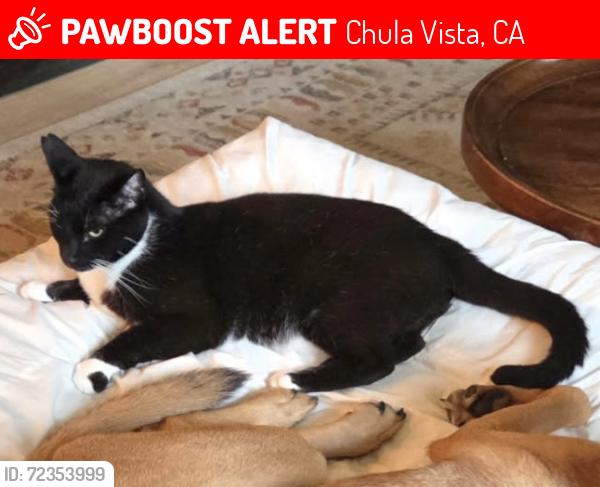 Lost Male Cat last seen Buena Vista Way, Chula Vista, CA 91910