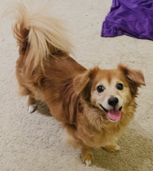 Lost Male Dog last seen Greta Hackett Outdoor Sculpture Park, Mercer Island, WA 98040