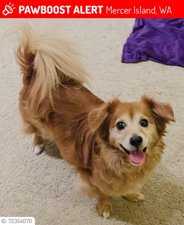 Lost Male Dog last seen Greta Hackett Outdoor Sculpture Park, Mercer Island, WA 98040