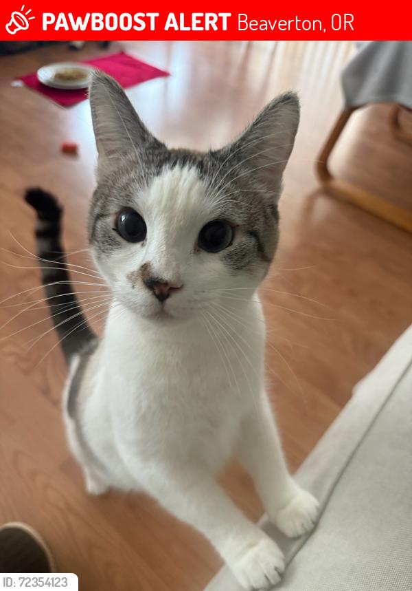 Lost Female Cat last seen SW Burnett Ln, Beaverton, OR 97008