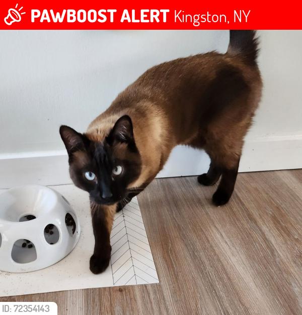 Lost Male Cat last seen Pearl St Kingston , Kingston, NY 12401