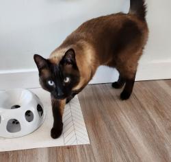 Lost Male Cat last seen Pearl St Kingston , Kingston, NY 12401