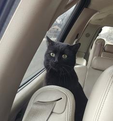 Lost Male Cat last seen 16th Avenue and 5th street , Greeley, CO 80631