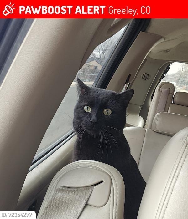Lost Male Cat last seen 16th Avenue and 5th street , Greeley, CO 80631