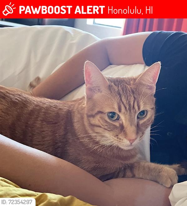 Lost Male Cat last seen Pau ave and Ala Wai blvd, Honolulu, HI 96815