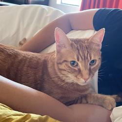 Lost Male Cat last seen Pau ave and Ala Wai blvd, Honolulu, HI 96815