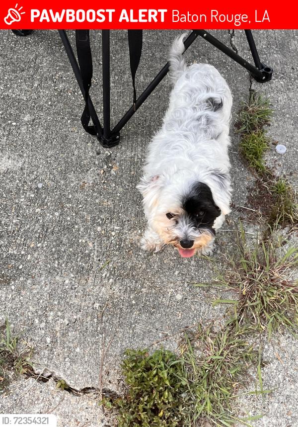 Lost Male Dog last seen Gassie and Rosenwald , Baton Rouge, LA 70807