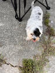 Lost Male Dog last seen Gassie and Rosenwald , Baton Rouge, LA 70807