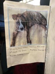 Lost Female Dog last seen RoseLane Park, Glendale, AZ 85301