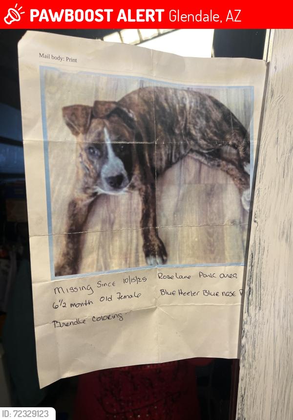 Lost Female Dog last seen RoseLane Park, Glendale, AZ 85301