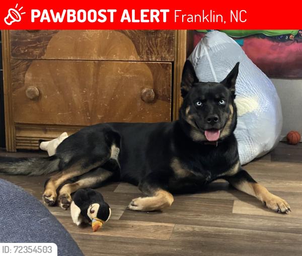 Lost Male Dog last seen He was last near the campgrounds around cowee area , Franklin, NC 28734