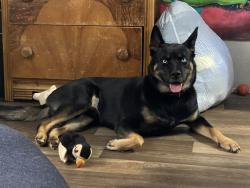 Lost Male Dog last seen He was last near the campgrounds around cowee area , Franklin, NC 28734