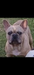 Lost Male Dog last seen Roaring Springs and Carb , Westworth Village, TX 76114