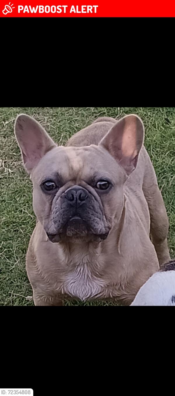 Lost Male Dog last seen Roaring Springs and Carb , Westworth Village, TX 76114
