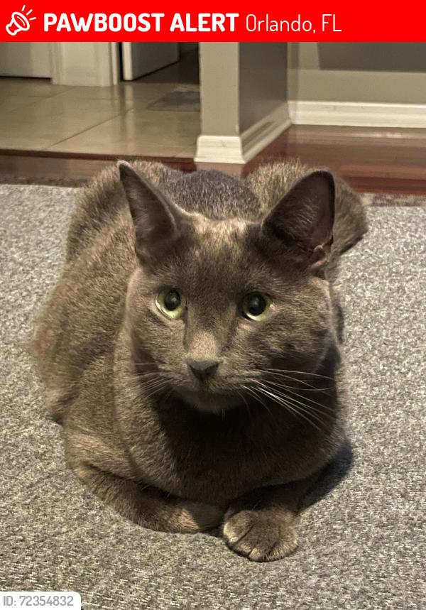 Lost Male Cat last seen Deerwood Elementary, Orlando, FL 32825