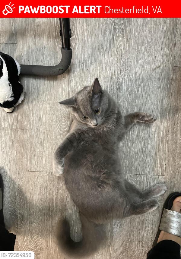 Lost Male Cat last seen Behind hse on address , Chesterfield, VA 23832