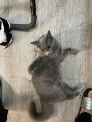 Lost Male Cat last seen Behind hse on address , Chesterfield, VA 23832