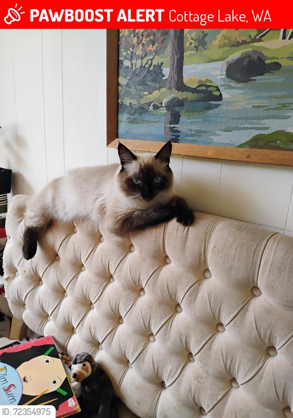 Lost Female Cat last seen 184th NEpl and NE153rd st, Cottage Lake, WA 98072