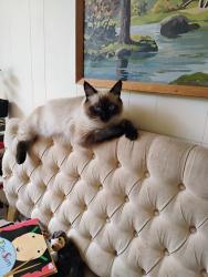 Lost Female Cat last seen 184th NEpl and NE153rd st, Cottage Lake, WA 98072