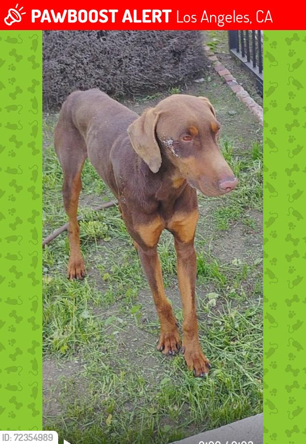 Lost Male Dog last seen 48th Street and Hooper Ave. 90011, Los Angeles, CA 90011