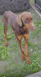 Lost Male Dog last seen 48th Street and Hooper Ave. 90011, Los Angeles, CA 90011
