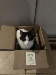 Lost Male Cat last seen Jacks Pass and Running Deer, Austin, TX 78734