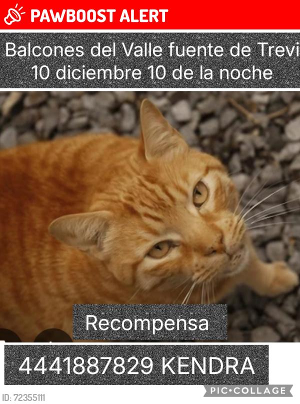 Lost Male Cat last seen Fuente de trevi, San Luis Potosí, S.L.P. 78369