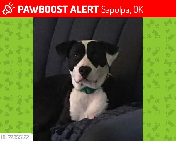 Lost Male Dog last seen Highway 97 in sapulpa , Sapulpa, OK 74066