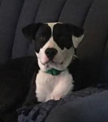 Lost Male Dog last seen Highway 97 in sapulpa , Sapulpa, OK 74066