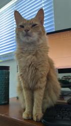 Lost Female Cat last seen Hollywood Park Elementary , Hollywood, FL 33024