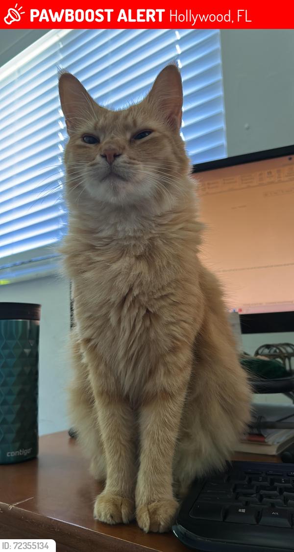 Lost Female Cat last seen Hollywood Park Elementary , Hollywood, FL 33024