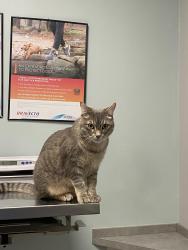 Lost Male Cat last seen He is usually at the last seen adress listed or on Stonewall street, Greenville, TX 75401
