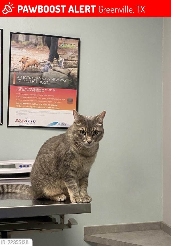 Lost Male Cat last seen He is usually at the last seen adress listed or on Stonewall street, Greenville, TX 75401